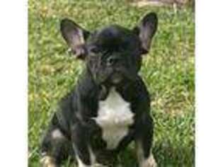 French Bulldog Puppy for sale in Orland, CA, USA