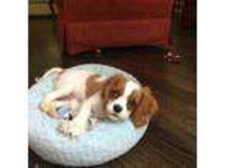 Cavalier King Charles Spaniel Puppy for sale in Troy, MI, USA