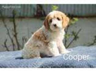 Cock-A-Poo Puppy for sale in Ephrata, PA, USA