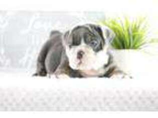 Bulldog Puppy for sale in Fairfax, VA, USA