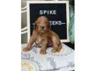 Goldendoodle Puppy for sale in Muldrow, OK, USA