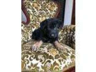German Shepherd Dog Puppy for sale in Frankton, IN, USA