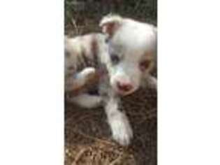 Border Collie Puppy for sale in Hampton, TN, USA