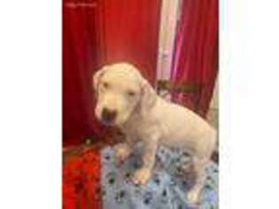Dogo Argentino Puppy for sale in Roseville, MN, USA