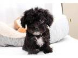 Maltese Puppy for sale in Beverly Hills, CA, USA