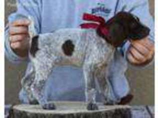 German Shorthaired Pointer Puppy for sale in Beaver, UT, USA