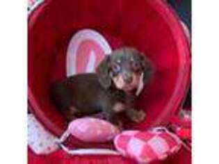 Dachshund Puppy for sale in Pflugerville, TX, USA