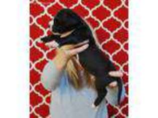 Medium Photo #1 Great Dane Puppy For Sale in Sachse, TX, USA