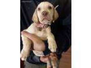 Vizsla Puppy for sale in Groton, VT, USA