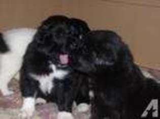 Mutt Puppy for sale in SCOTT CITY, MO, USA