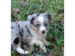 Miniature Australian Shepherd Puppy for sale in Conover, NC, USA