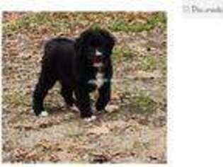 Bernese Mountain Dog Puppy for sale in Joplin, MO, USA