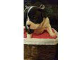 Alapaha Blue Blood Bulldog Puppy for sale in Prince George, VA, USA