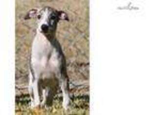 Whippet Puppy for sale in Fort Worth, TX, USA