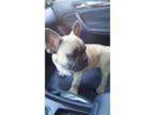 French Bulldog Puppy for sale in Monterey Park, CA, USA