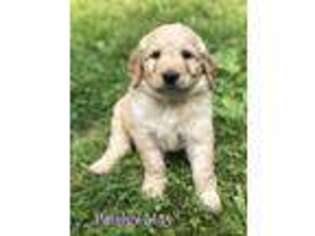 Goldendoodle Puppy for sale in Wooster, OH, USA