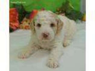 Goldendoodle Puppy for sale in Morrilton, AR, USA