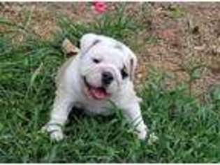 Bulldog Puppy for sale in Howe, OK, USA