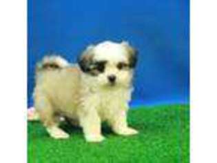 Mal-Shi Puppy for sale in Hickory, NC, USA