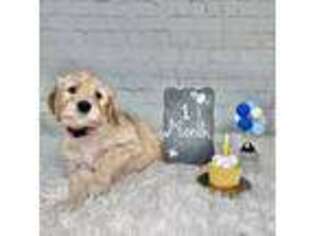 Goldendoodle Puppy for sale in San Francisco, CA, USA