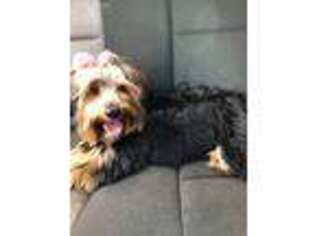 Yorkshire Terrier Puppy for sale in Covington, GA, USA
