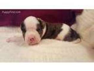 Alapaha Blue Blood Bulldog Puppy for sale in Bloomsburg, PA, USA