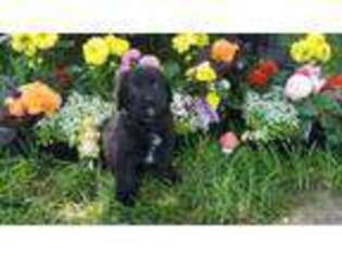 Newfoundland Puppy for sale in Castle Rock, WA, USA