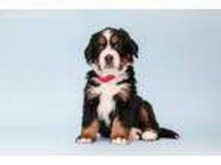 Bernese Mountain Dog Puppy for sale in Mission, TX, USA