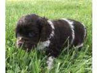 Cocker Spaniel Puppy for sale in Carthage, MO, USA