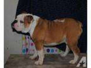 Bulldog Puppy for sale in BARGERSVILLE, IN, USA