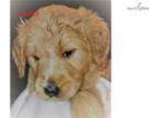 Goldendoodle Puppy for sale in Valdosta, GA, USA