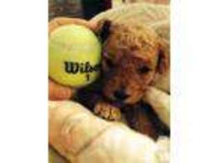 Goldendoodle Puppy for sale in NORTH LITTLE ROCK, AR, USA