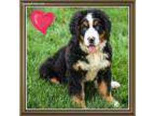 Bernese Mountain Dog Puppy for sale in Minerva, OH, USA
