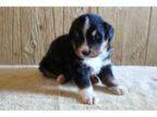 Bernese Mountain Dog Puppy for sale in Spencerville, IN, USA