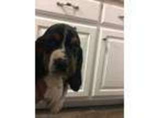 Basset Hound Puppy for sale in Bloomington, IN, USA
