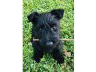 Scottish Terrier Puppy for sale in Waco, TX, USA