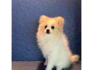 Pomeranian Puppy for sale in Largo, FL, USA