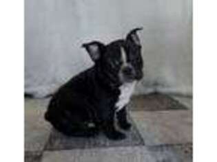 French Bulldog Puppy for sale in Kalona, IA, USA