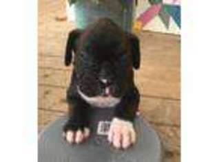 Boxer Puppy for sale in Benton, TN, USA