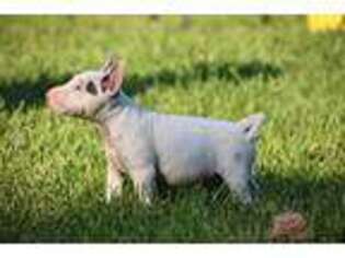 Bull Terrier Puppy for sale in Lorain, OH, USA
