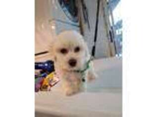 Bichon Frise Puppy for sale in Lakeland, FL, USA