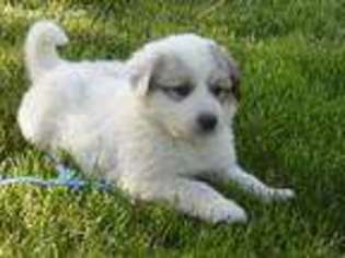 Great Pyrenees Puppy for sale in Bonners Ferry, ID, USA