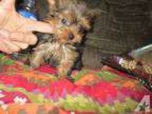 Yorkshire Terrier Puppy for sale in ISLAND LAKE, IL, USA