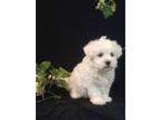 Maltese Puppy for sale in Galt, MO, USA