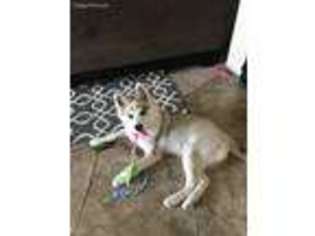 Siberian Husky Puppy for sale in Macomb, MI, USA