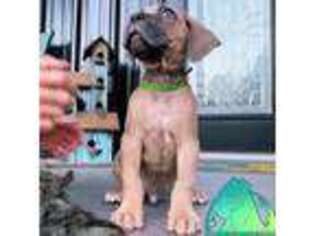 Cane Corso Puppy for sale in Spokane, WA, USA