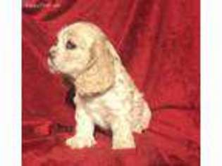Cocker Spaniel Puppy for sale in Monroe, NC, USA
