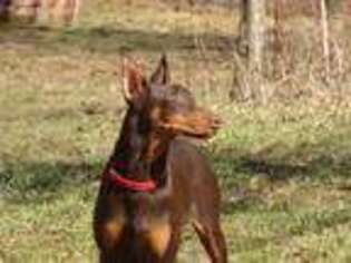 Doberman Pinscher Puppy for sale in Crossville, TN, USA