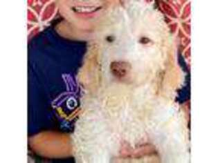 Goldendoodle Puppy for sale in Maricopa, AZ, USA