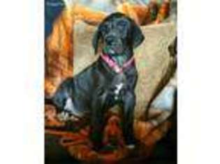 Great Dane Puppy for sale in Queen Creek, AZ, USA